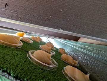 LINE_ALBUM_遠藤様　鳩_250728_1.jpg