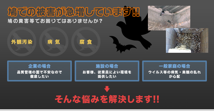 鳩での被害が急増しています！！鳩の糞害等でお困りではありませんか？　そんな悩みを解決します!!